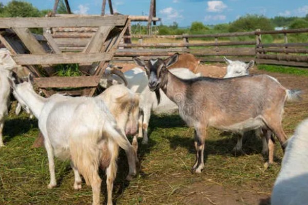 南方圈养什么品种的羊,推荐贵州白山羊、圭山山羊等