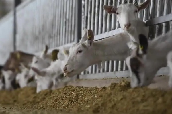 南方圈养什么品种的羊,推荐贵州白山羊、圭山山羊等