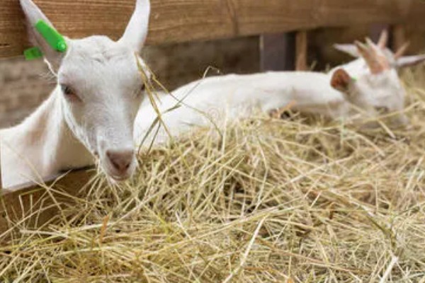 南方圈养什么品种的羊,推荐贵州白山羊、圭山山羊等