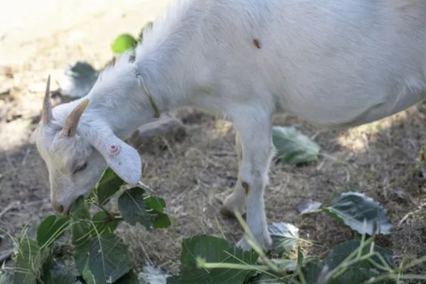 南方圈养什么品种的羊,推荐贵州白山羊、圭山山羊等
