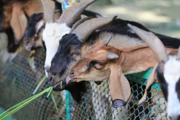 南方圈养什么品种的羊,推荐贵州白山羊、圭山山羊等