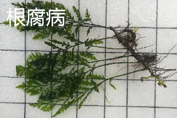 凤尾蕨常见的病虫害，常见的有根腐病、灰霉病、立枯病等