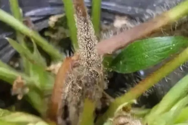 凤尾蕨常见的病虫害，常见的有根腐病、灰霉病、立枯病等