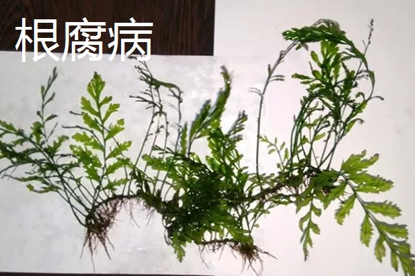 凤尾蕨常见的病虫害，常见的有根腐病、灰霉病、立枯病等