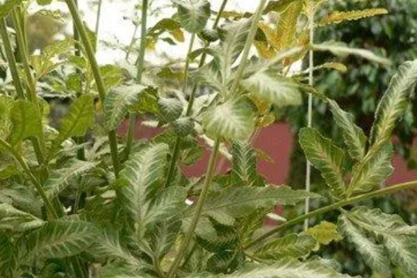 凤尾蕨常见的病虫害，常见的有根腐病、灰霉病、立枯病等