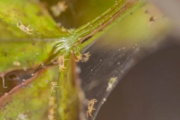 凤尾蕨常见的病虫害，常见的有根腐病、灰霉病、立枯病等