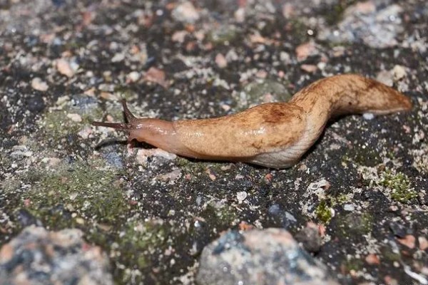 凤尾蕨常见的病虫害，常见的有根腐病、灰霉病、立枯病等