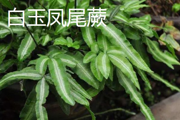 凤尾蕨常见的病虫害，常见的有根腐病、灰霉病、立枯病等