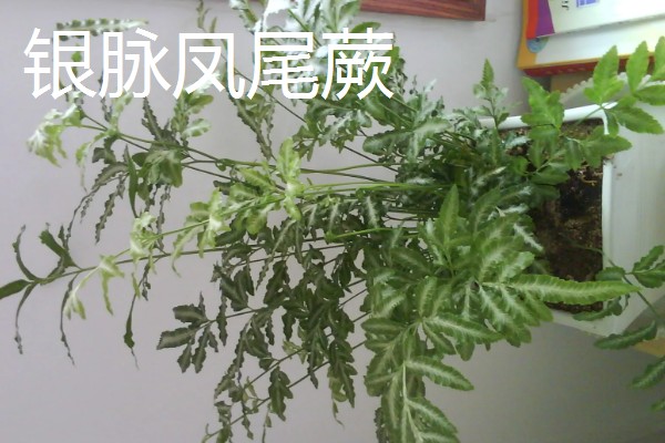 凤尾蕨常见的病虫害，常见的有根腐病、灰霉病、立枯病等