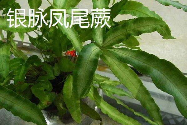 凤尾蕨常见的病虫害，常见的有根腐病、灰霉病、立枯病等