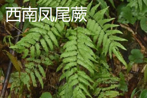 凤尾蕨常见的病虫害，常见的有根腐病、灰霉病、立枯病等