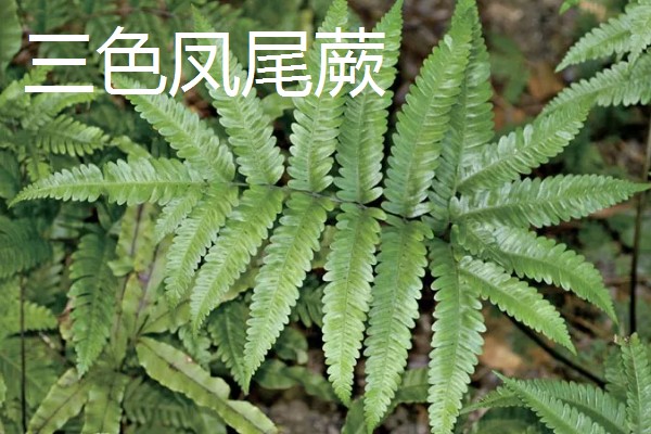 凤尾蕨常见的病虫害，常见的有根腐病、灰霉病、立枯病等