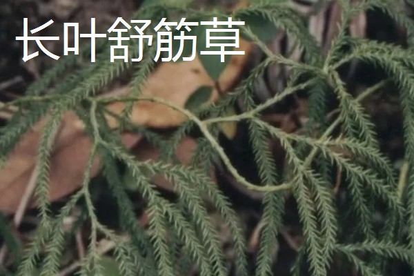 凤尾蕨常见的病虫害，常见的有根腐病、灰霉病、立枯病等