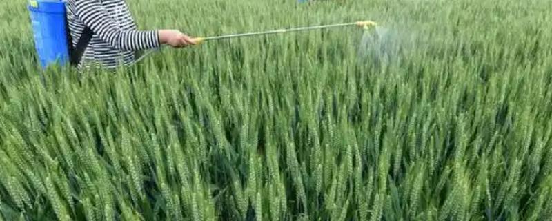 小麦灌浆期怎么使用磷酸二氢钾，可兑水喷雾亩用量为100-150克
