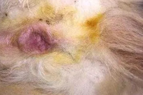 公狗尿道口流出脓液的原因，可能正处于发情期