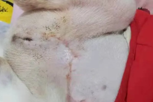 公狗尿道口流出脓液的原因，可能正处于发情期