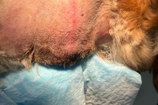 公狗尿道口流出脓液的原因，可能正处于发情期