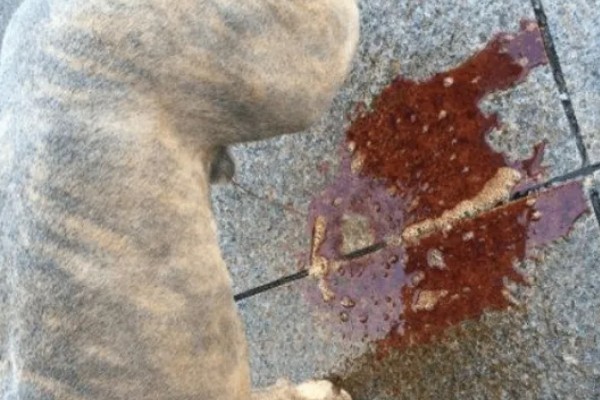 公狗尿道口流出脓液的原因，可能正处于发情期