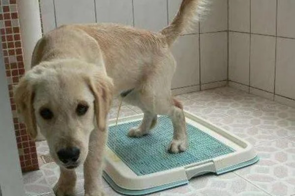 公狗尿道口流出脓液的原因，可能正处于发情期