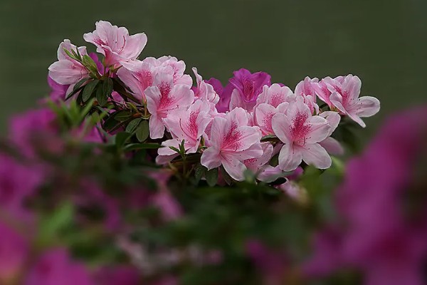 杜鹃花的花语，寓意快乐、自强不息、繁荣富强等