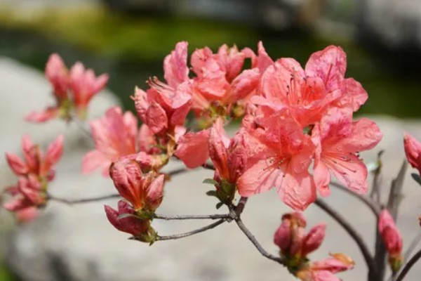 杜鹃花的花语，寓意快乐、自强不息、繁荣富强等