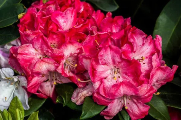 杜鹃花的花语，寓意快乐、自强不息、繁荣富强等