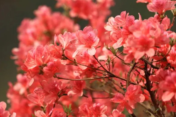 杜鹃花的花语，寓意快乐、自强不息、繁荣富强等