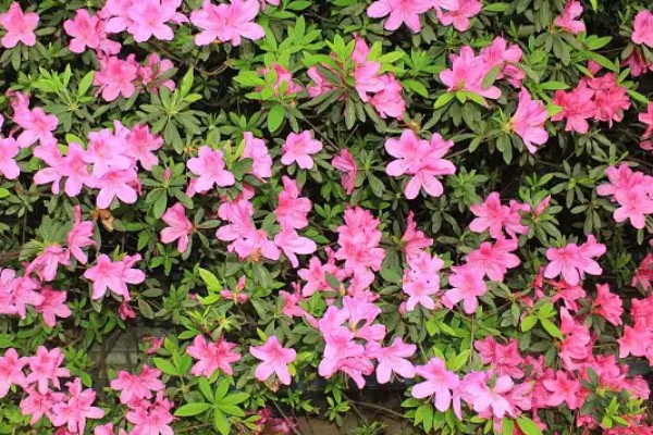 杜鹃花的花语，寓意快乐、自强不息、繁荣富强等