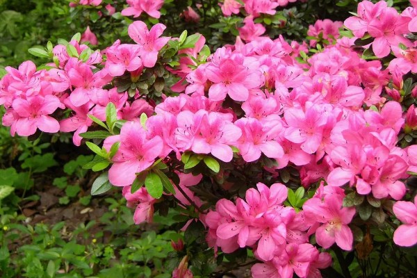 杜鹃花的花语，寓意快乐、自强不息、繁荣富强等