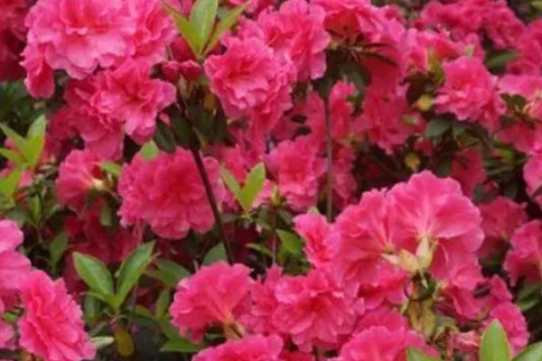 杜鹃花的花语，寓意快乐、自强不息、繁荣富强等