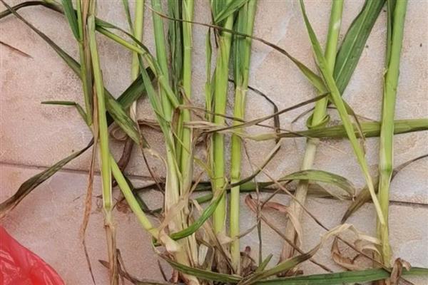 小麦茎基腐病和纹枯病的区别，引发的症状明显不同