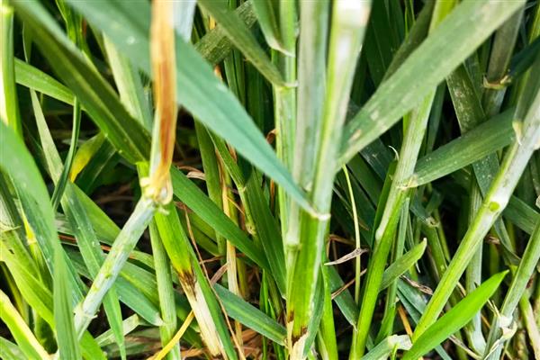 小麦茎基腐病和纹枯病的区别，引发的症状明显不同
