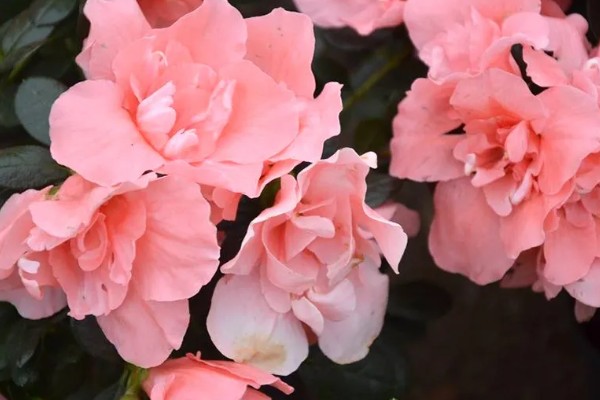 杜鹃花的花语，寓意快乐、自强不息、繁荣富强等