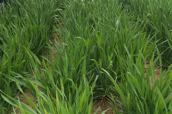 小麦茎基腐病和纹枯病的区别，引发的症状明显不同