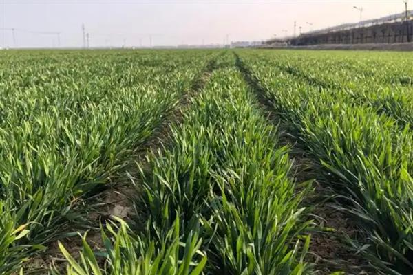 小麦茎基腐病和纹枯病的区别，引发的症状明显不同