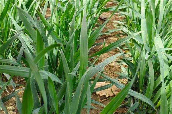 小麦茎基腐病和纹枯病的区别，引发的症状明显不同