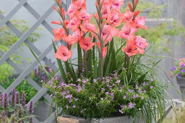 剑兰怎么养殖，要控制好环境的光照