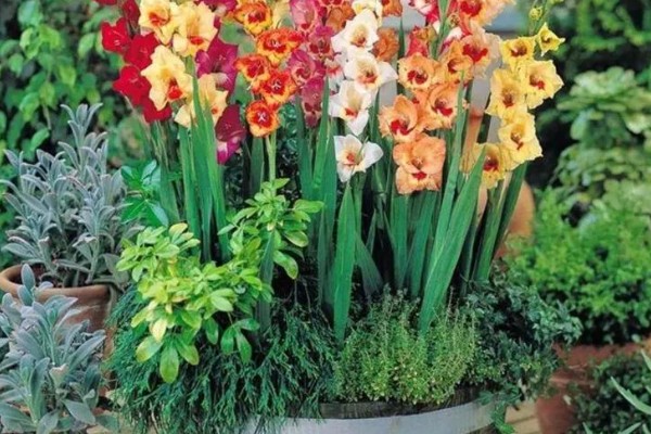 剑兰怎么养殖，要控制好环境的光照