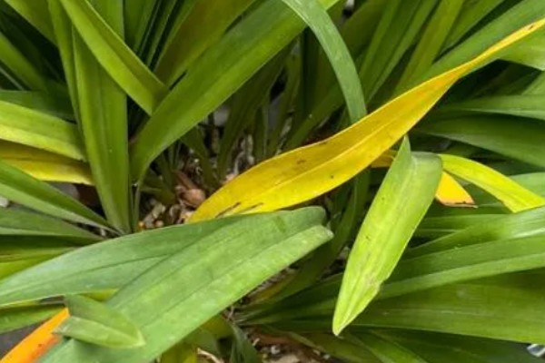 剑兰怎么养殖，要控制好环境的光照