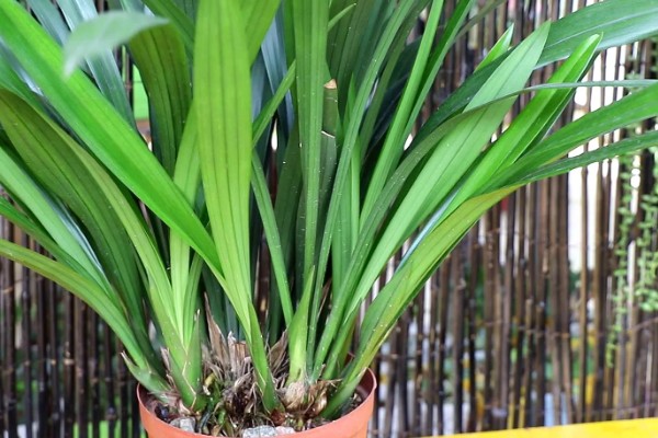 剑兰怎么养殖，要控制好环境的光照