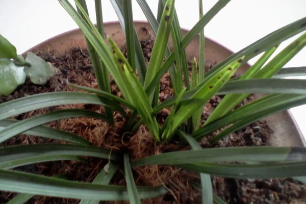 剑兰怎么养殖，要控制好环境的光照