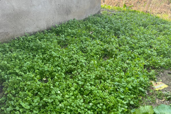 香菜喜欢酸性还是碱性土壤，喜欢微酸性的土壤