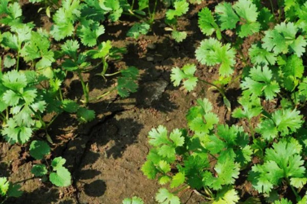 香菜喜欢酸性还是碱性土壤，喜欢微酸性的土壤