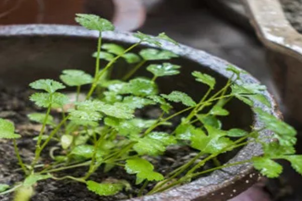 香菜喜欢酸性还是碱性土壤，喜欢微酸性的土壤