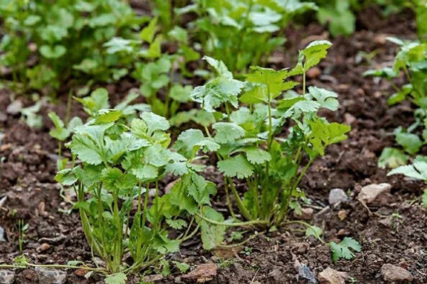 香菜喜欢酸性还是碱性土壤，喜欢微酸性的土壤