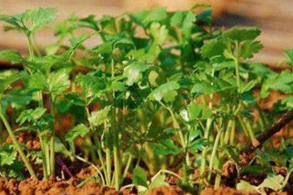 香菜喜欢酸性还是碱性土壤，喜欢微酸性的土壤