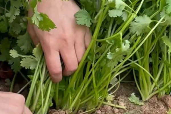 香菜喜欢酸性还是碱性土壤，喜欢微酸性的土壤