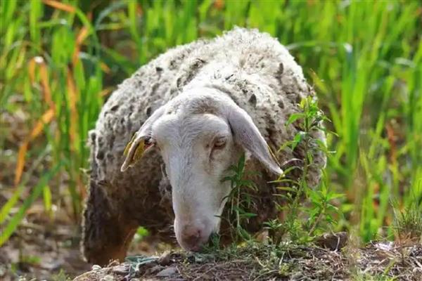 羊吃土的原因，可能是饲料单一所致