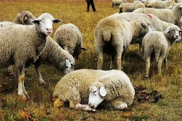 羊吃土的原因，可能是饲料单一所致