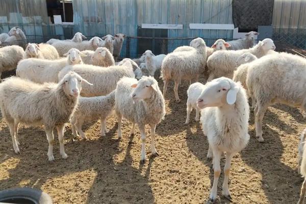 羊吃土的原因，可能是饲料单一所致